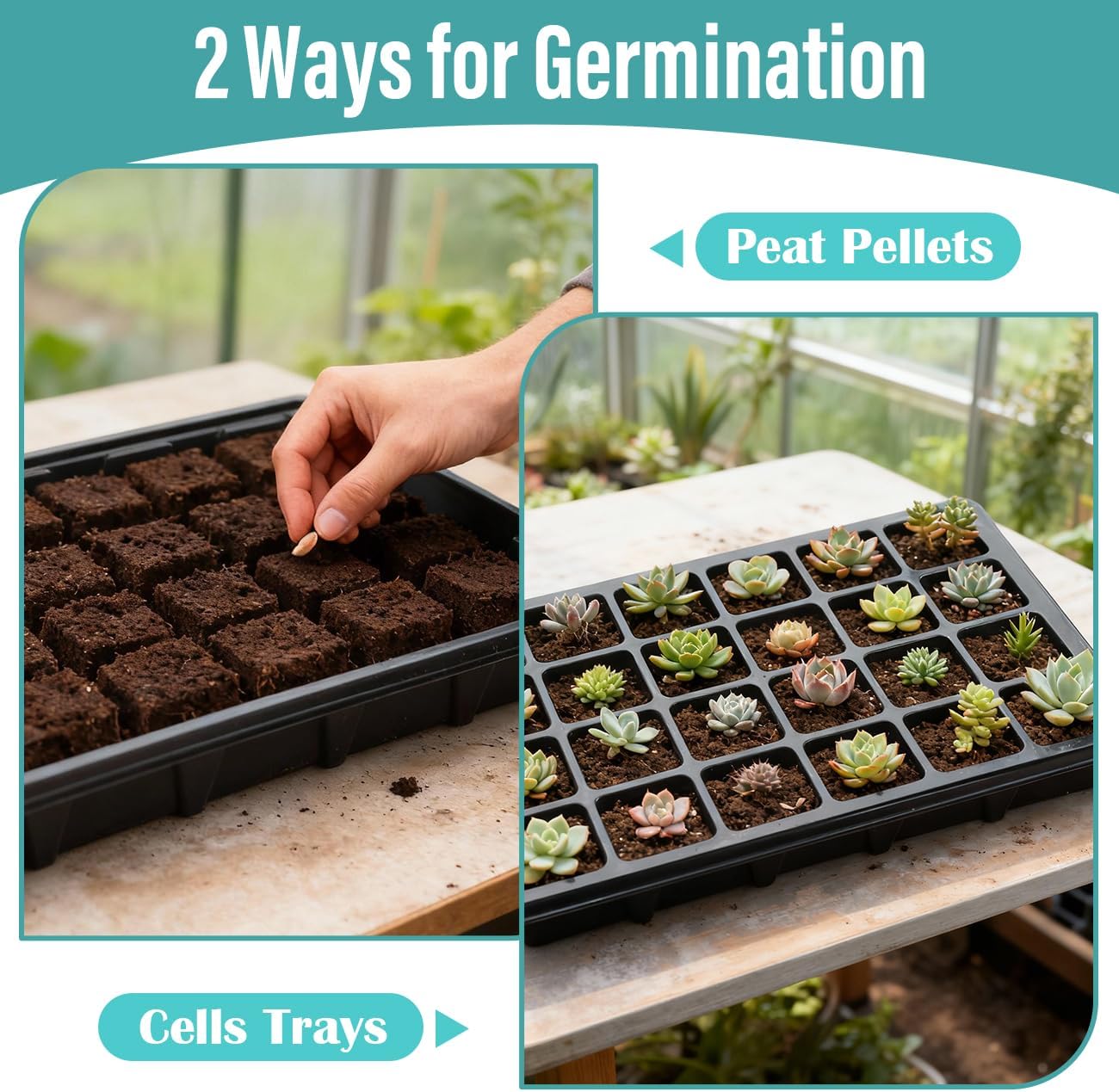 RooTrimmer 10-Pack XL Seed Starter Tray with Dome – 24 Large 2" Cells per Seedling Starter Trays (Total 240 Cells), Seed Growing Tray with Humidity Lids for Greenhouse Home Plant Propagation