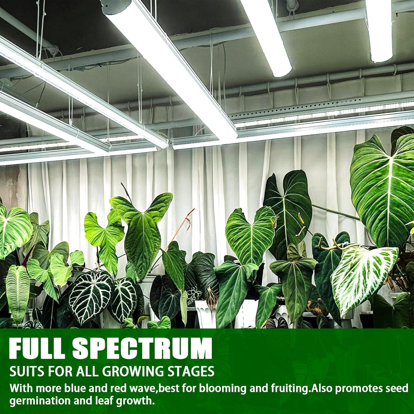 F24T5/865 6 Pack 22 Inch T5 Fluorescent Grow Light Bulbs, 24W 6500K Full Spectrum, 2000 Lumens, High Output (HO) Bulbs for Indoor Plants, Seedlings, Veg Growing, Sunlight White, Energy Efficient