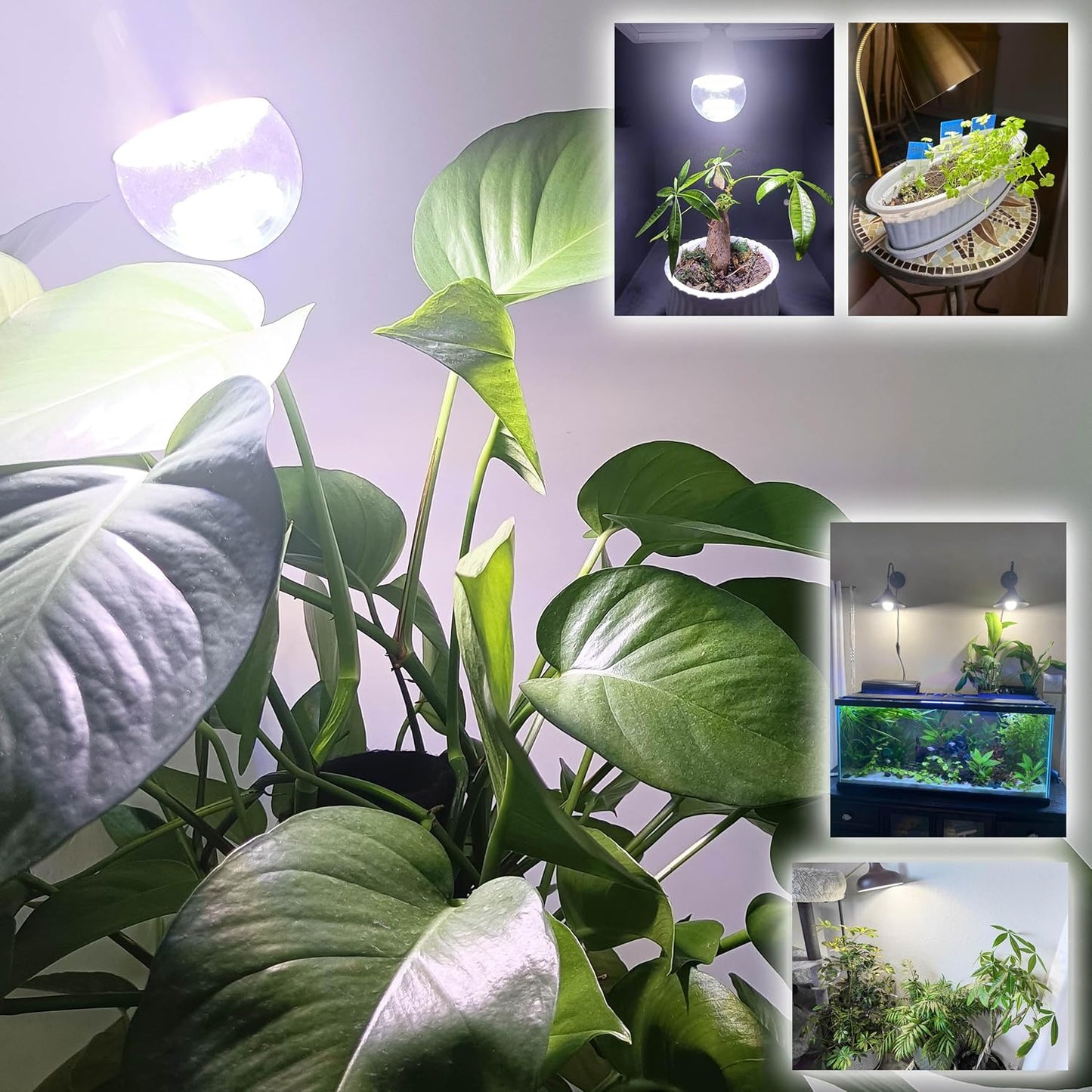 Grow Light Bulbs for Indoor Plants Full Spectrum,E26 A19 Grow LED Lamp Bulb 10W with Balanced Spectrum 5000K Red Blue for Seeds Greens Laboratory,School,Greenhouse, Indore Garden, Hydroponic,3Pack
