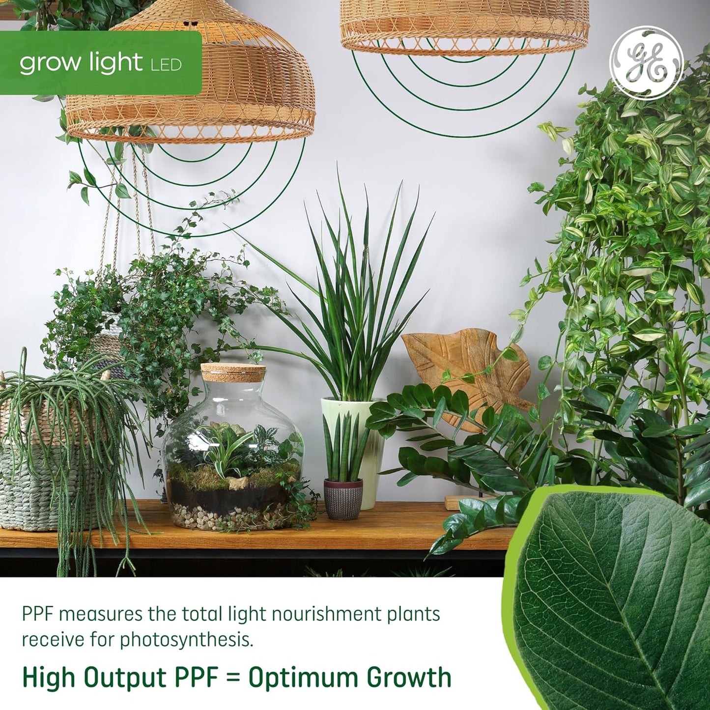 GE Grow Lights for Indoor Plants, A19 LED Light Bulbs for Flowers and Fruit with Advanced Red Light Spectrum, White Indoor Plant Light, 25,000 Hours Lifespan, 15 PPF, 2 Pack (Packaging May Vary)